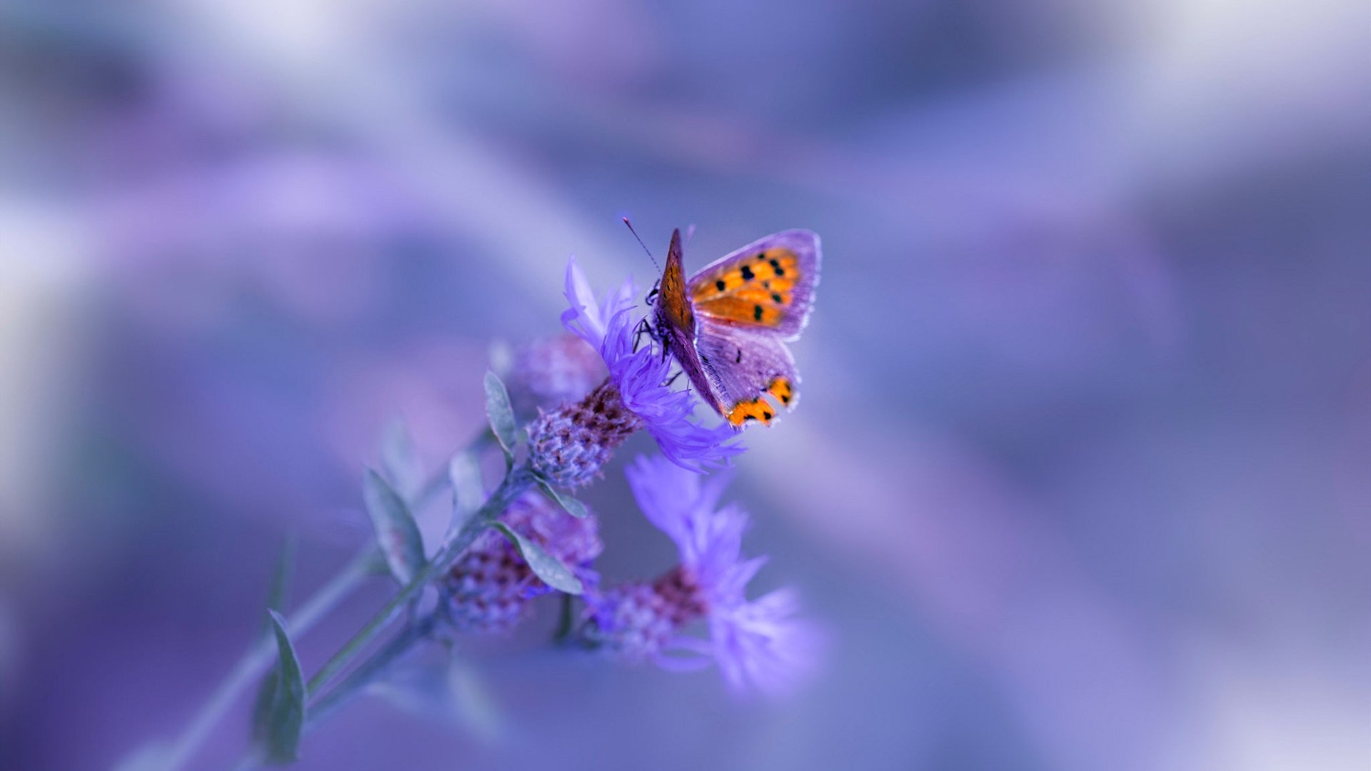 Panda Sports-世界杯焦点战背后的黄蜂精神，当爆冷成为全球启示